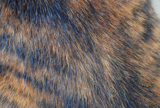 580815 (a): :2048x1375